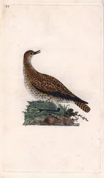 Dore plover. Pluvialis apricaria (Charadrius pluvialis). Kopparstick av Edward Donovan (1768-1837), publicerad i Natural History of British Birds, London