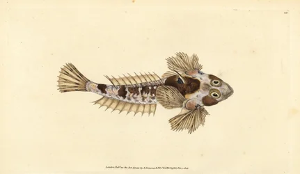 Dragonet, Callionymus lyra (Sordid dragonet, Callionymus dracunculus). Handfärgad kopparplåt ritad och graverad av Edward Donovan från hans Natural History of British Fishes, Donovan och F.C. och J. Rivington, London