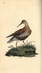 Dunlin, Calidris alpina. Handfärgad kopparplåt ritad och graverad av Edward Donovan från hans egen "Natural History of British Birds", London