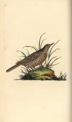 Dunkellärka, Pinarocorys nigricans. Handfärgad kopparplåt ritad och graverad av Edward Donovan från hans egen "Natural History of British Birds", London