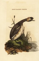 Örondopping eller horndopping, vuxen, Podiceps auritus