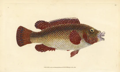 Östatlantisk påfågelläppfisk, Symphodus tinca (gammal läppfisk eller gammal kvinna, Labrus tinca). Handkolorerad koppargravyr, tecknad och graverad av Edward Donovan ur hans Natural History of British Fishes, Donovan och F.C. och J. Rivington, London