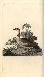 Egyptisk gås, Alopochen aegyptiacus. Handfärgad kopparplåt ritad och graverad av Edward Donovan från hans egen "Natural History of British Birds", London