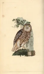 Pygméuggla, Glaucidium passerinum. Handfärgad kopparplåt ritad och graverad av Edward Donovan från hans egen "Natural History of British Birds", London
