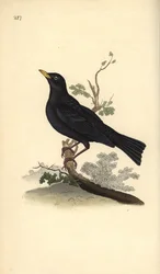 Koltrast, Turdus merula. Handkolorerat kopparstick ritat och graverat av Edward Donovan ur hans egen ”Naturhistoria över brittiska fåglar”, London