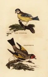 Blåmes, Cyanistes caeruleus och europeisk guldsvin, Carduelis carduelis