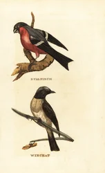 Domherre, Pyrrhula pyrrhula och whinchat, Saxicola rubetra