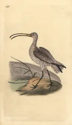 Snurra, Numenius arquata. Handfärgad kopparplåt ritad och graverad av Edward Donovan från hans egen "Natural History of British Birds", London