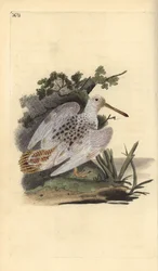 Eurasisk morkulla med vita fötter, Scolopax rusticola. Handkolorerad koppargravyr, tecknad och graverad av Edward Donovan ur hans egen „Natural History of British Birds“, London