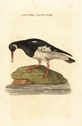 Eurasisk ostron, Haematopus ostralegus