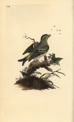 Eurasian siskin, Carduelis spinus. Handfärgad kopparplåt ritad och graverad av Edward Donovan från hans egen "Natural History of British Birds", London