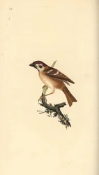Eurasisk trädsparv, Plier montanus. Handfärgad kopparplåt ritad och graverad av Edward Donovan från hans egen "Natural History of British Birds", London