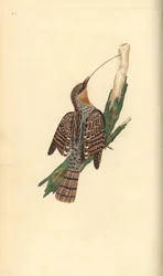 Eurasian wryneck, Jynx torquilla. Handfärgad kopparplåt ritad och graverad av Edward Donovan från hans egen "Natural History of British Birds", London
