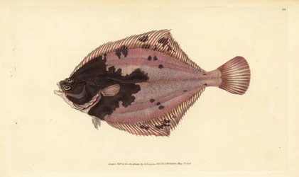 Europeisk flundra, Platichthys flesus (flundra, Pleuronectes flesus). Handfärgad kopparplåt ritad och graverad av Edward Donovan från hans Natural History of British Fishes, Donovan och F.C. och J. Rivington, London