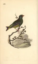 Europeisk grönfink, Carduelis chloris. Handfärgad kopparplåt ritad och graverad av Edward Donovan från hans egen "Natural History of British Birds", London