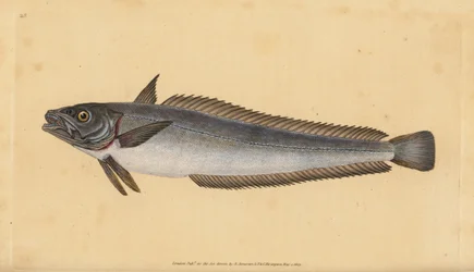 Europeiskt kummel, Merluccius merluccius (kummel, Gadus merluccius). Handfärgad kopparplåt ritad och graverad av Edward Donovan från hans Natural History of British Fishes, Donovan och F.C. och J. Rivington, London