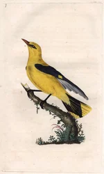 europeisk oriole. Oriolus oriolus (Oriolus galbula). Kopparstick av Edward Donovan (1768-1837), publicerad i Natural History of British Birds, London