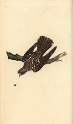 Europeisk nattskärra, Caprimulgus europaeus. Handfärgad kopparplåt ritad och graverad av Edward Donovan från hans egen "Natural History of British Birds", London