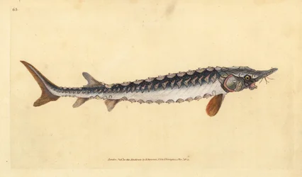 Europeisk eller vanlig stör. Akut hotad. Handfärgad kopparplåt ritad och graverad av Edward Donovan från hans Natural History of British Fishes, Donovan och F.C. och J. Rivington, London