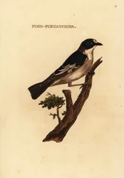 Europeisk pied flugsnappare, Ficedula hypoleuca