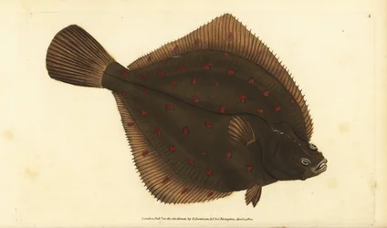 Europeisk pleuronectes platessa. Handfärgad kopparplåt ritad och graverad av Edward Donovan från hans Natural History of British Fishes, Donovan och F.C. och J. Rivington, London