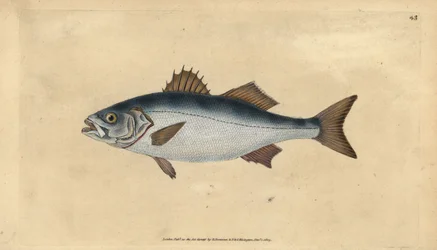 Europeisk havsabborre, Dicentrarchus labrax (Basse, Perca labrax). Handfärgad kopparplåt ritad och graverad av Edward Donovan från hans Natural History of British Fishes, Donovan och F.C. och J. Rivington, London