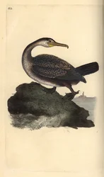 Toppskarv, Phalacrocorax aristotelis. Handkolorerat kopparstick tecknat och graverat av Edward Donovan ur hans egen bok ”Natural History of British Birds”, London