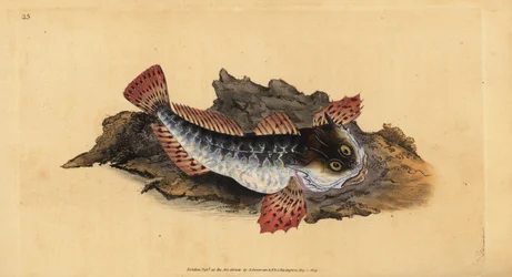 Pappa lasher eller sjöskorpion, Myoxocephalus scorpius (Cottus scorpius). Handfärgad kopparplåt ritad och graverad av Edward Donovan från hans Natural History of British Fishes, Donovan och F.C. och J. Rivington, London