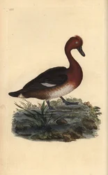Järnhaltig anka, Aythya nyroca. Handfärgad kopparplåt ritad och graverad av Edward Donovan från hans egen "Natural History of British Birds" (1794-1819). Edward Donovan (1768-1837) var en anglo-irländsk amatörzoolog, författare, konstnär och gravör. Han wr