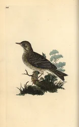 Åkerlärka, Alauda minor (eller Trädpiplärka, Anthus trivialis?). Handfärgad kopparplåt ritad och graverad av Edward Donovan från hans egen "Natural History of British Birds", London