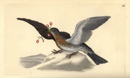 Åkerfar, Turdus pilaris. Handfärgad kopparplåt ritad och graverad av Edward Donovan från hans egen "Natural History of British Birds", London