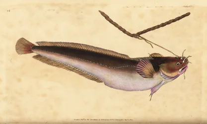 Femskäggsrockling, Ciliata mustela (Femskäggig torskfisk, Gadus mustela). Handfärgad kopparplåt ritad och graverad av Edward Donovan från hans Natural History of British Fishes, Donovan och F.C. och J. Rivington, London