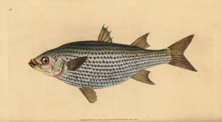 Flathead mulle, Mugil cephalus. Handfärgad kopparplåt ritad och graverad av Edward Donovan från hans Natural History of British Fishes, Donovan och F.C. och J. Rivington, London