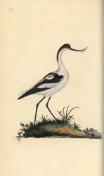 Fotavocet, Recurvirostra avocetta. Handfärgad kopparplåt ritad och graverad av Edward Donovan från hans egen "Natural History of British Birds", London