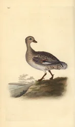 Gadwall (hona), Anas strepera. Handfärgad kopparplåt ritad och graverad av Edward Donovan från hans egen "Natural History of British Birds", London