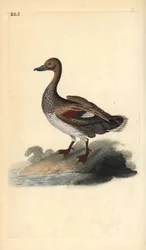 Gadwall (hane), Anas strepera. Handfärgad kopparplåt ritad och graverad av Edward Donovan från hans egen "Natural History of British Birds", London