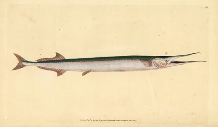 Garfish eller havsnål, Belone belone (Havsgädda eller gar-fish, Esox belone). Handfärgad kopparplåt ritad och graverad av Edward Donovan från hans Natural History of British Fishes, Donovan och F.C. och J. Rivington, London