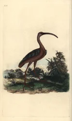 Blank ibis, Plegadis falcinellus. Handfärgad kopparplåt ritad och graverad av Edward Donovan från hans egen "Natural History of British Birds", London
