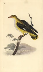 Gyllene oriole (hona), Oriolus oriolus. Handfärgad kopparplåt ritad och graverad av Edward Donovan från hans egen "Natural History of British Birds", London