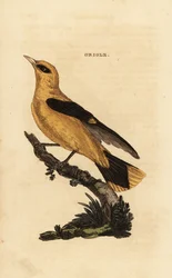 Gyllene oriol, Oriolus oriolus