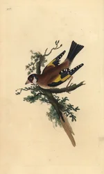Guldfink, Carduelis carduelis. Handfärgad kopparplåt ritad och graverad av Edward Donovan från hans egen "Natural History of British Birds", London