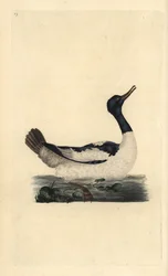 Goosander, Mergus merganser. Handfärgad kopparplåt ritad och graverad av Edward Donovan från hans egen "Natural History of British Birds", London