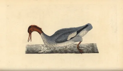 Goosander, Mergus merganser, hona. Handfärgad kopparplåt ritad och graverad av Edward Donovan från hans egen "Natural History of British Birds", London