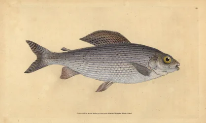 Harr, Thymallus thymallus (Salmo thymallus). Handfärgad kopparplåt ritad och graverad av Edward Donovan från hans Natural History of British Fishes, Donovan och F.C. och J. Rivington, London