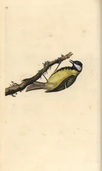 Talgox, Parus Major. Handfärgad kopparplåt ritad och graverad av Edward Donovan från hans egen "Natural History of British Birds", London