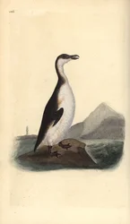 Alk, Pinguinus impennis, jagad till utrotning av äggsamlare 1844. Handfärgad kopparplåt ritad och graverad av Edward Donovan från hans egen "Natural History of British Birds", London