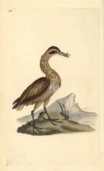 Stor bittern, Botaurus stellaris. Handfärgad kopparplåt ritad och graverad av Edward Donovan från hans egen "Natural History of British Birds", London