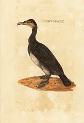 Storskarv, Phalacrocorax carbo