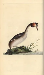 Storspov, Podiceps cristatus. Handfärgad kopparplåt ritad och graverad av Edward Donovan från hans egen "Natural History of British Birds", London