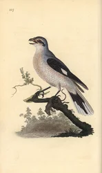 Stor gråskaka (hona), Lanius excubitor. Handfärgad kopparplåt ritad och graverad av Edward Donovan från hans egen "Natural History of British Birds", London
